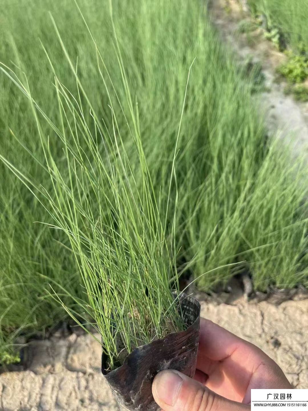 粉黛亂子草 