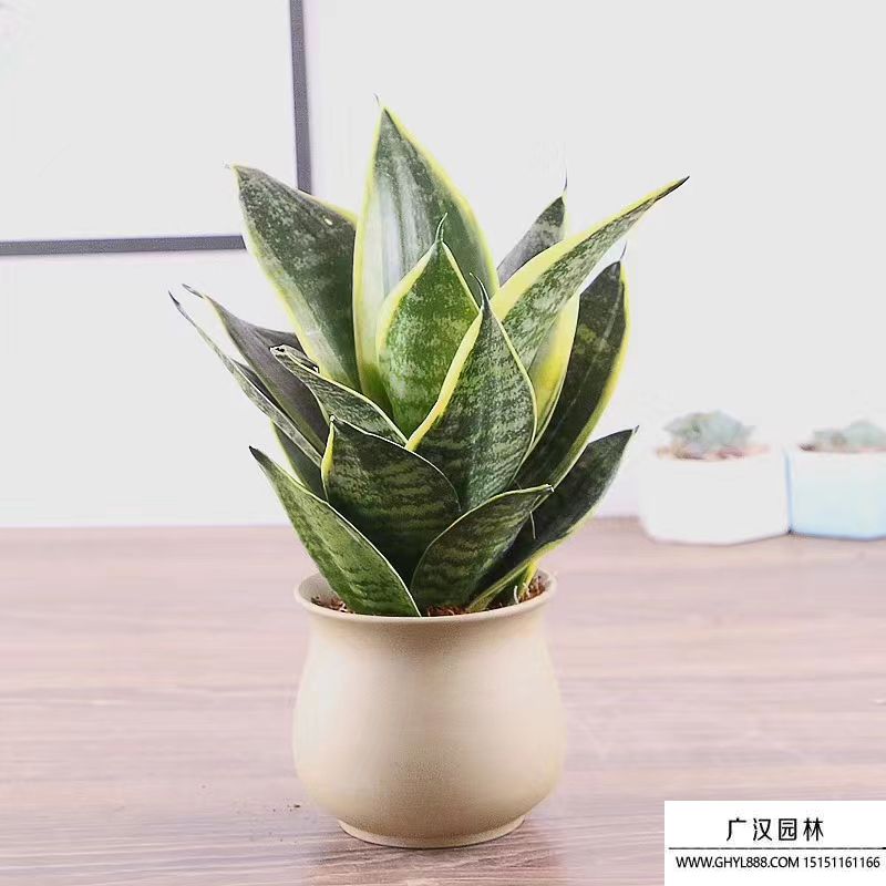 虎皮蘭
