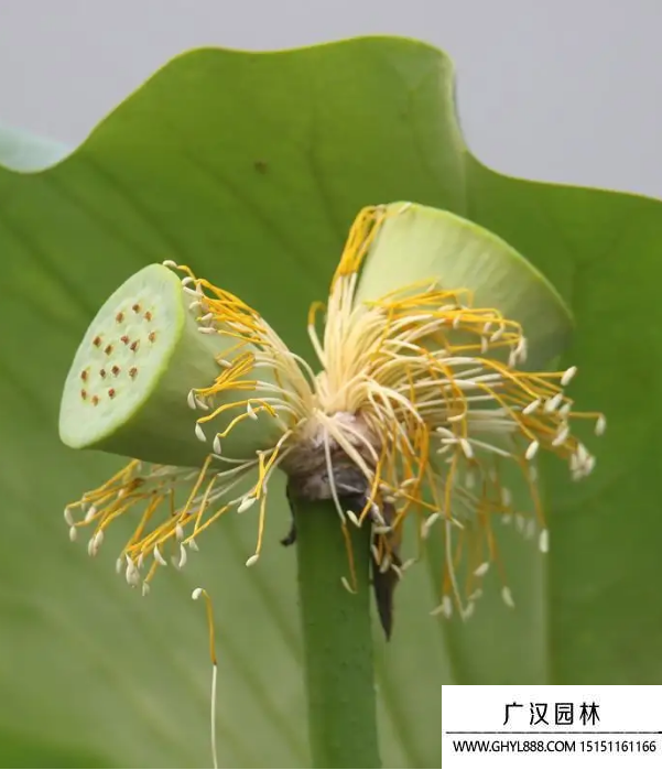 并蒂蓮