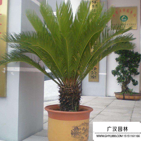 蘇鐵
