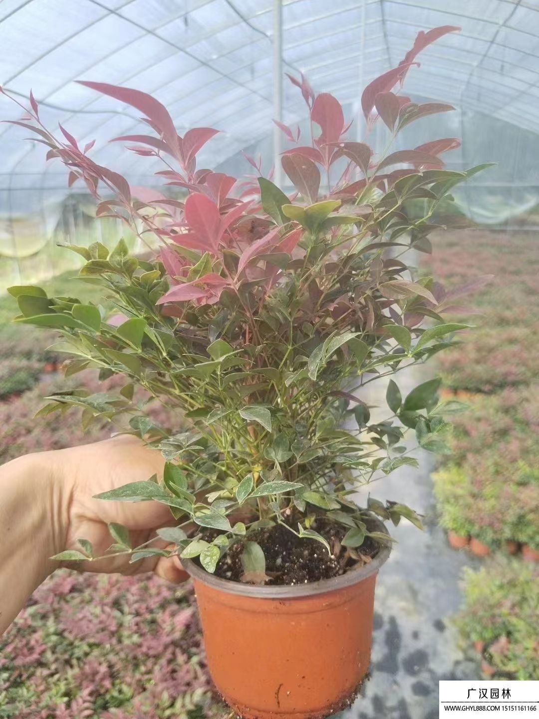 紅寶石南天竹