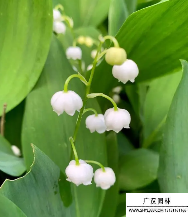 鈴蘭花