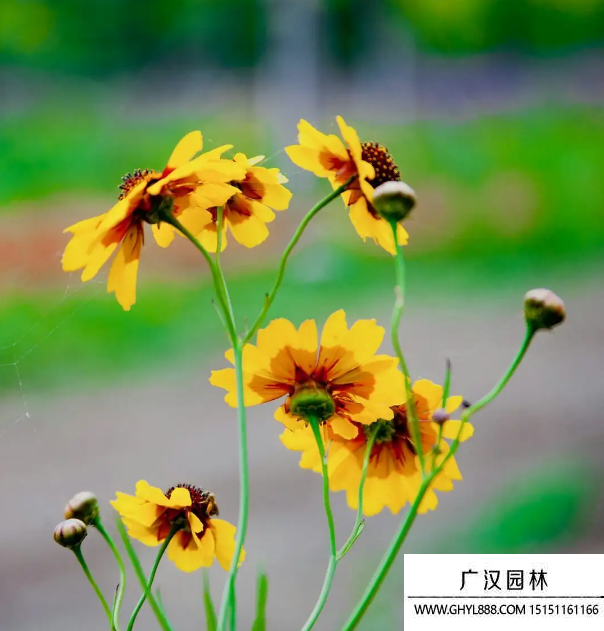 太陽菊