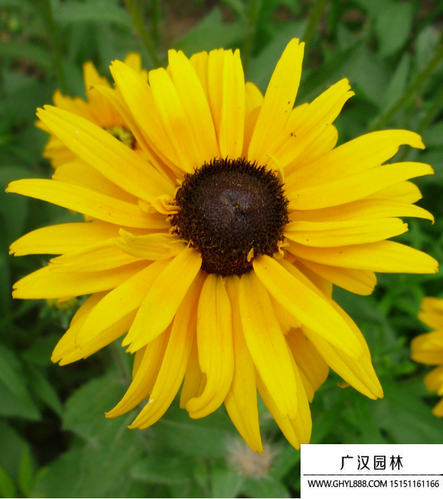 太陽菊