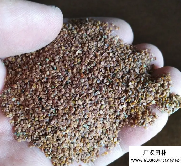 香雪球種子