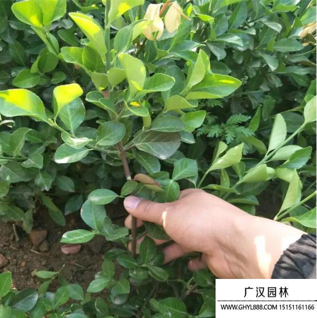 小葉楊樹