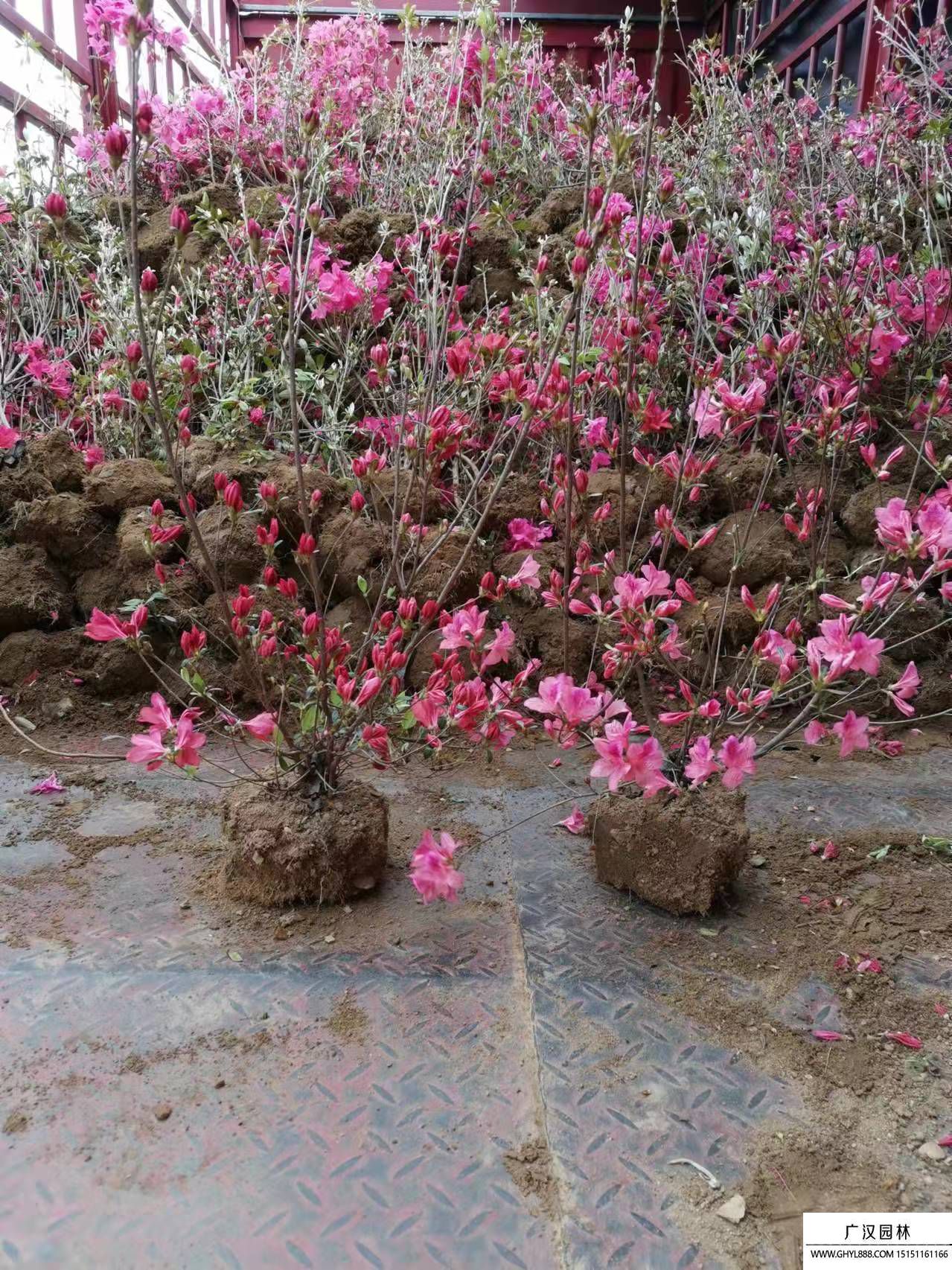 映山紅
