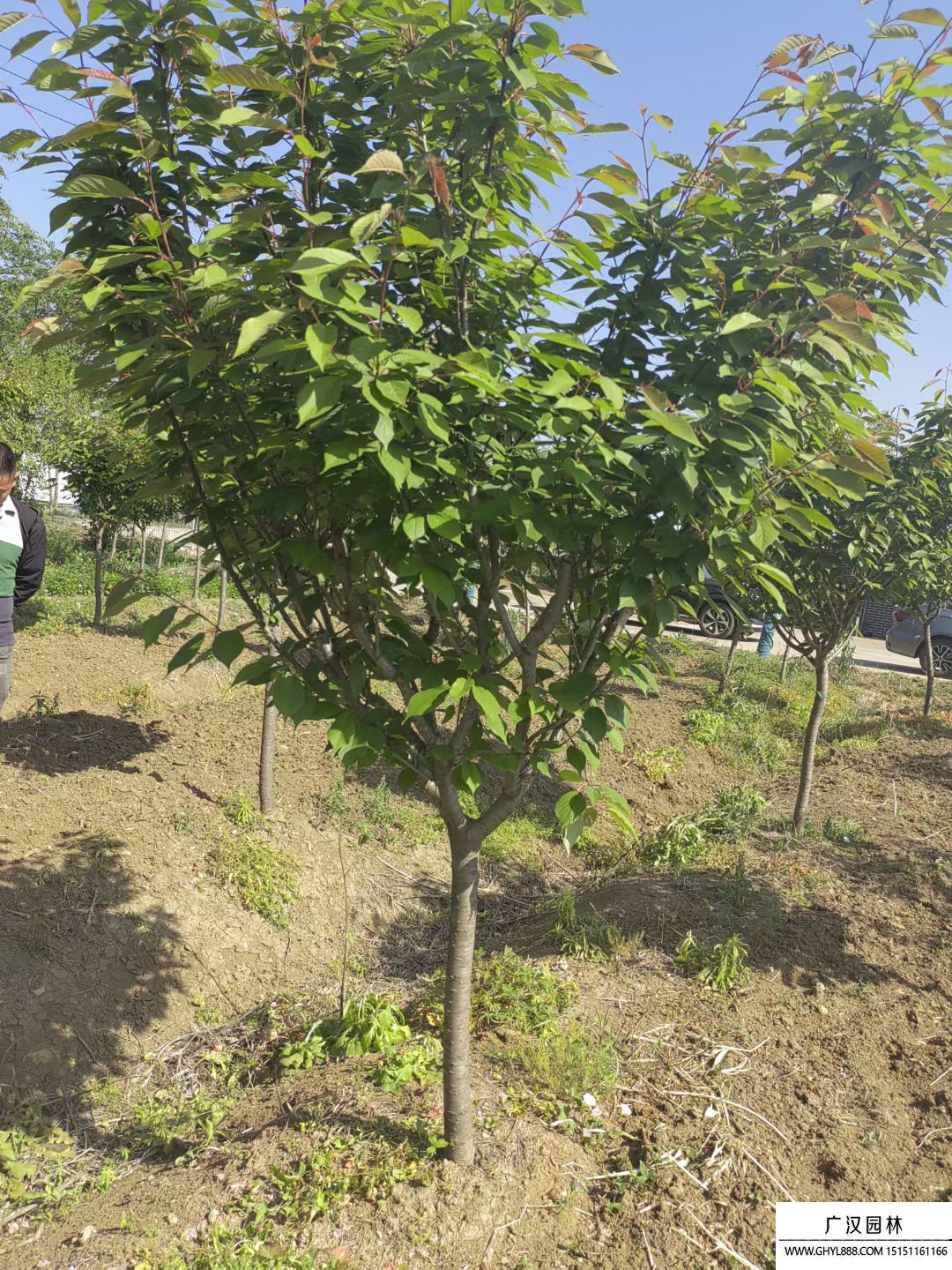 櫻花樹