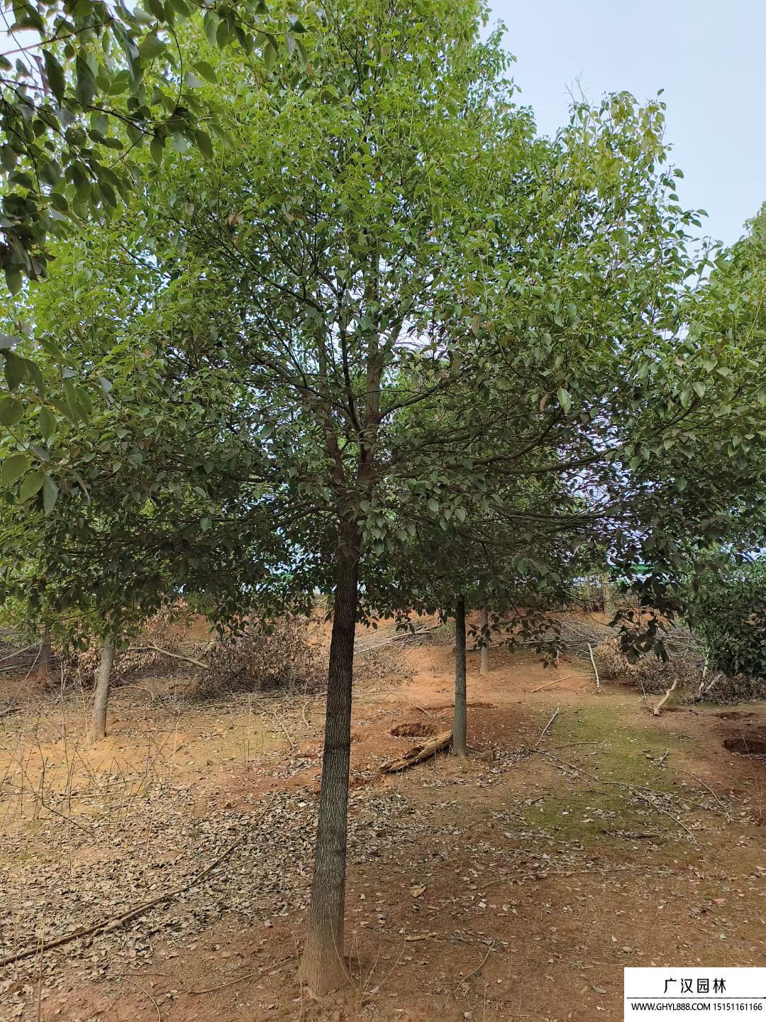 香樟樹
