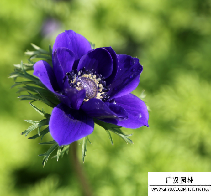 銀蓮花