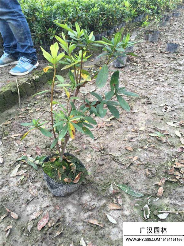 杜鵑