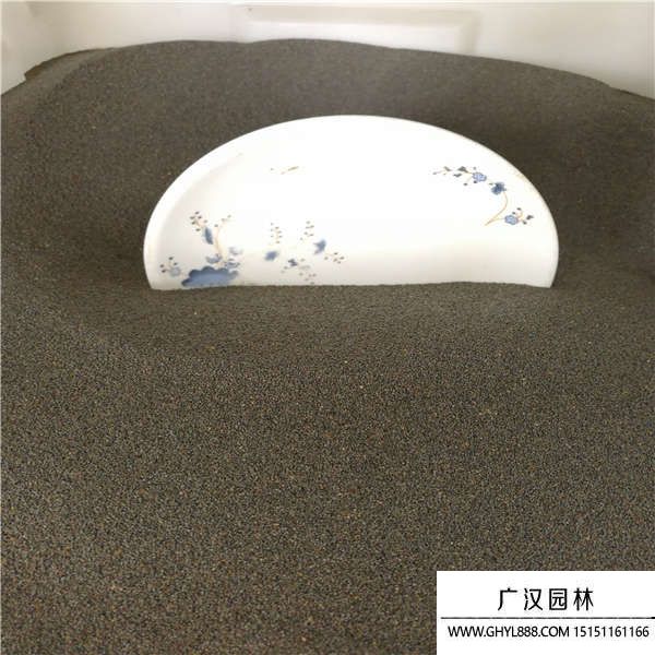 太陽花種子