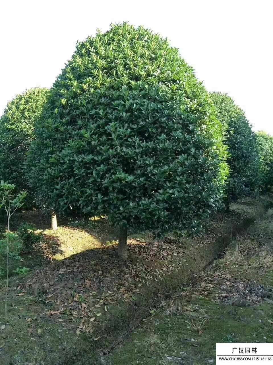 桂花樹 