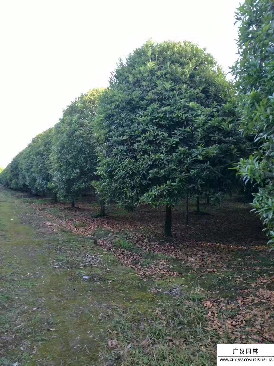 桂花樹