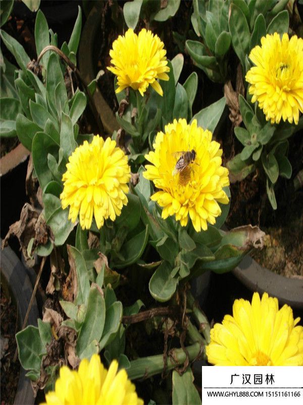 金盞菊