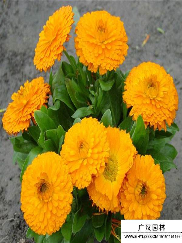 金盞菊