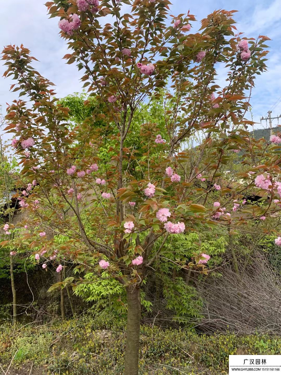 櫻花