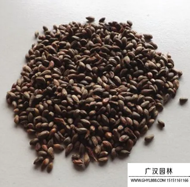 灑金柏種子