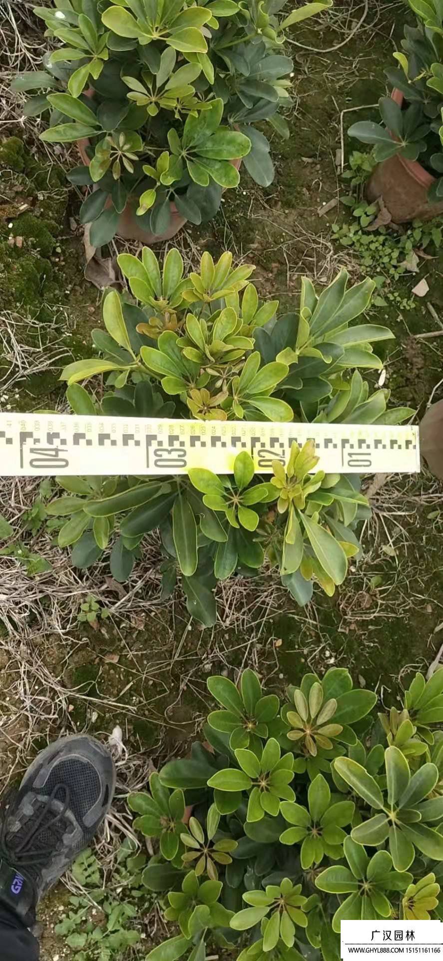 鴨腳木