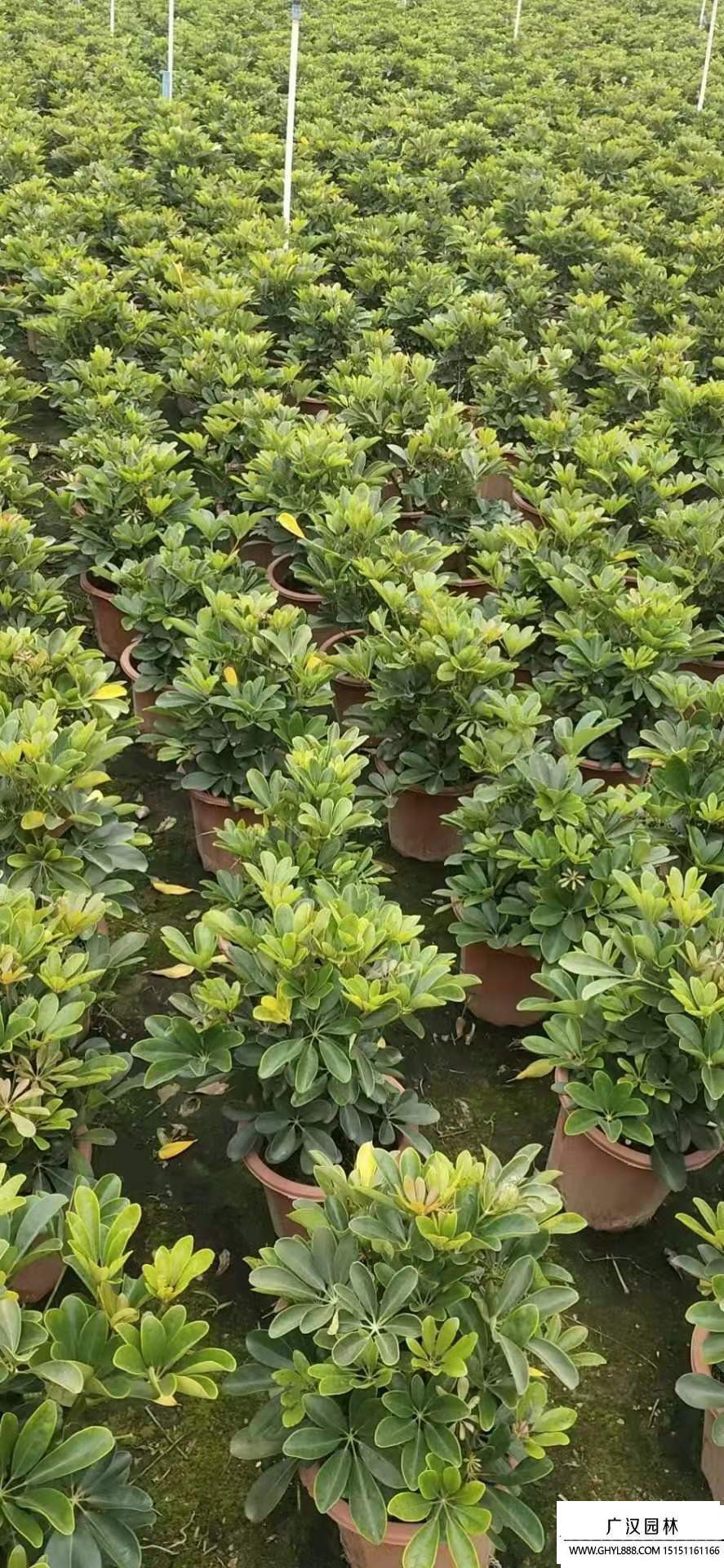 鴨腳木 