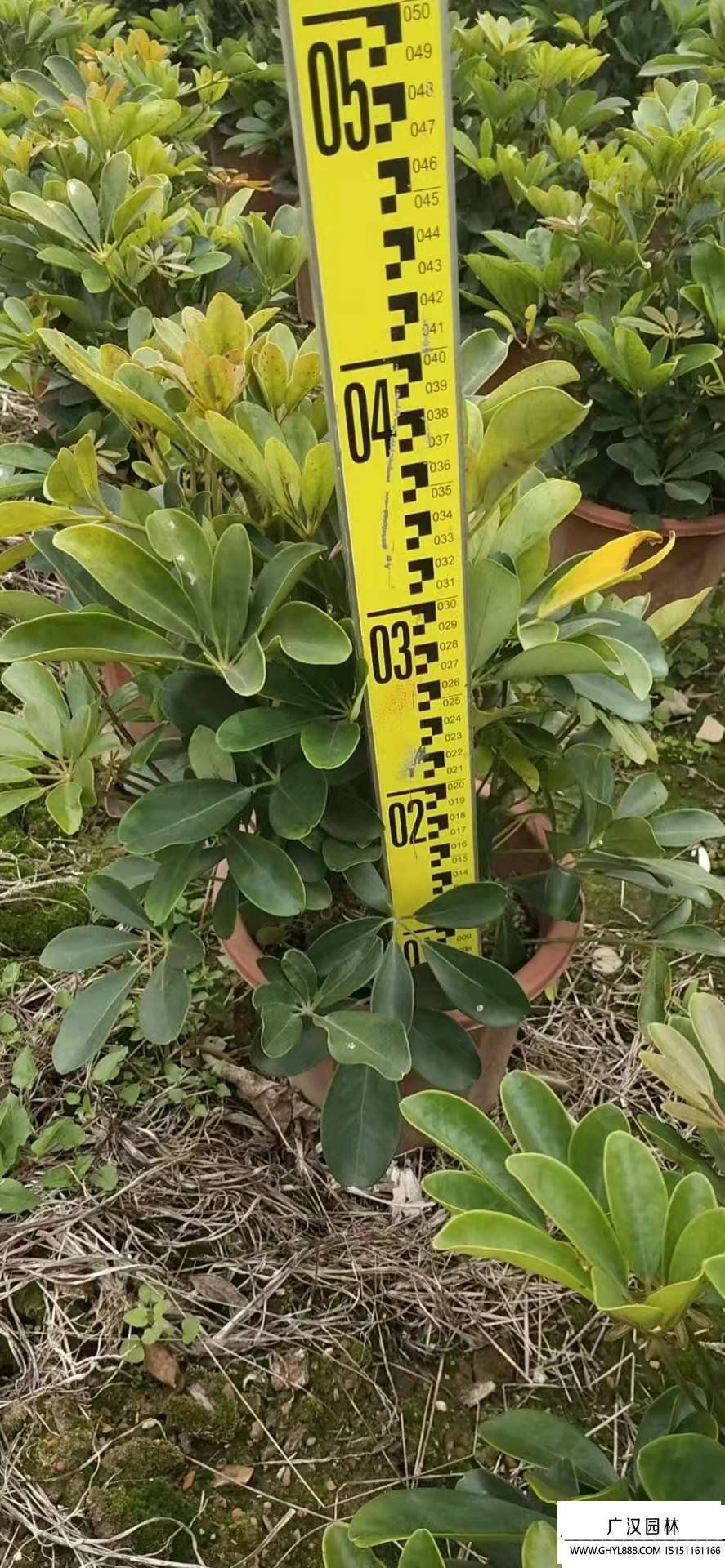 鴨腳木