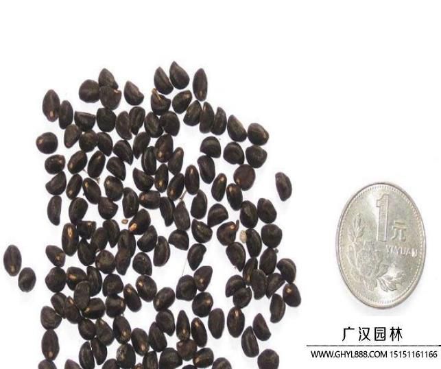 牽?；ǚN子