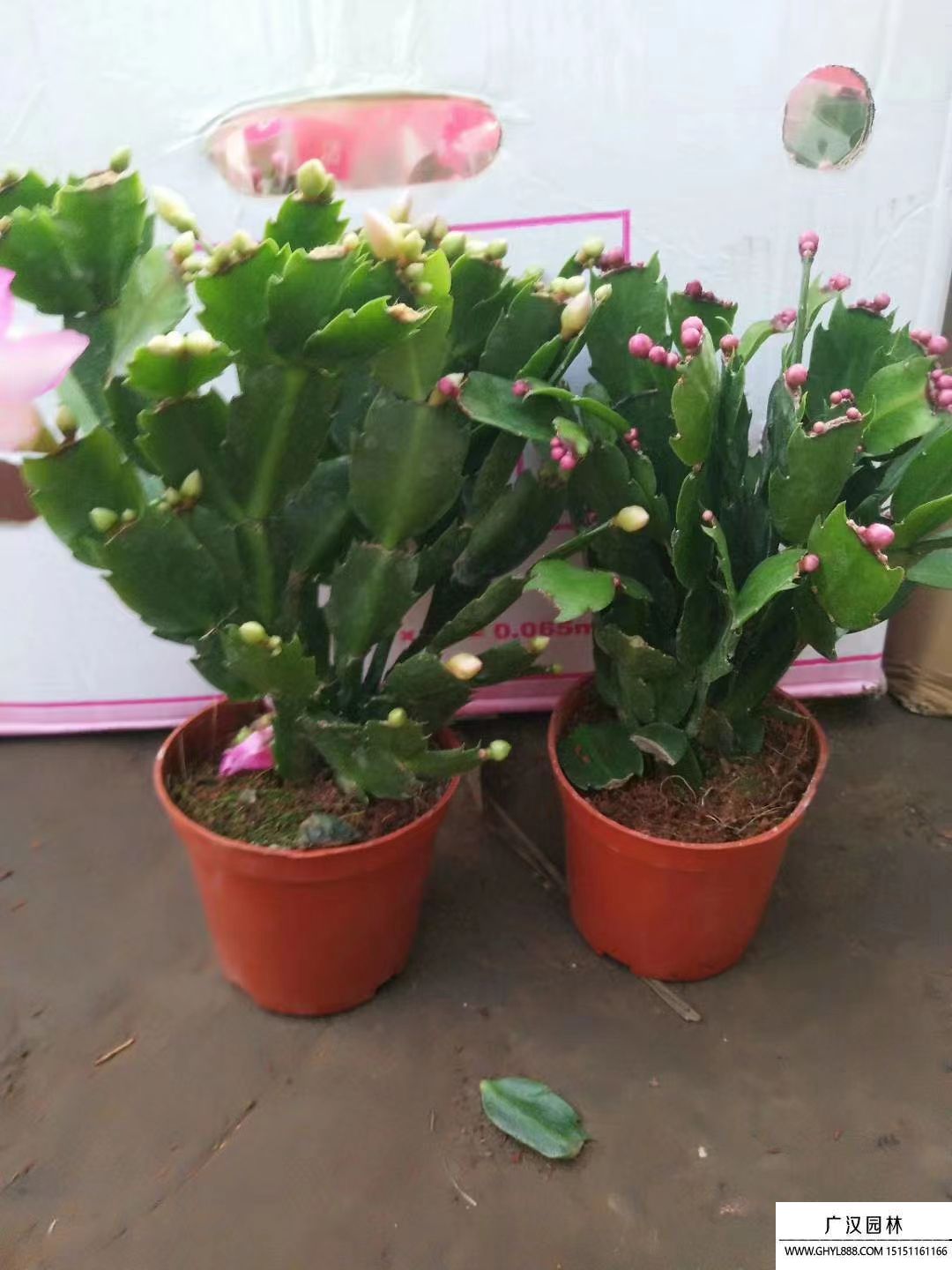 蟹爪蘭 
