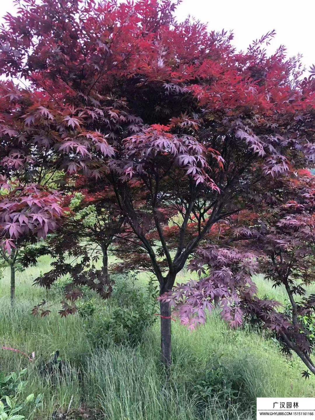 紅楓