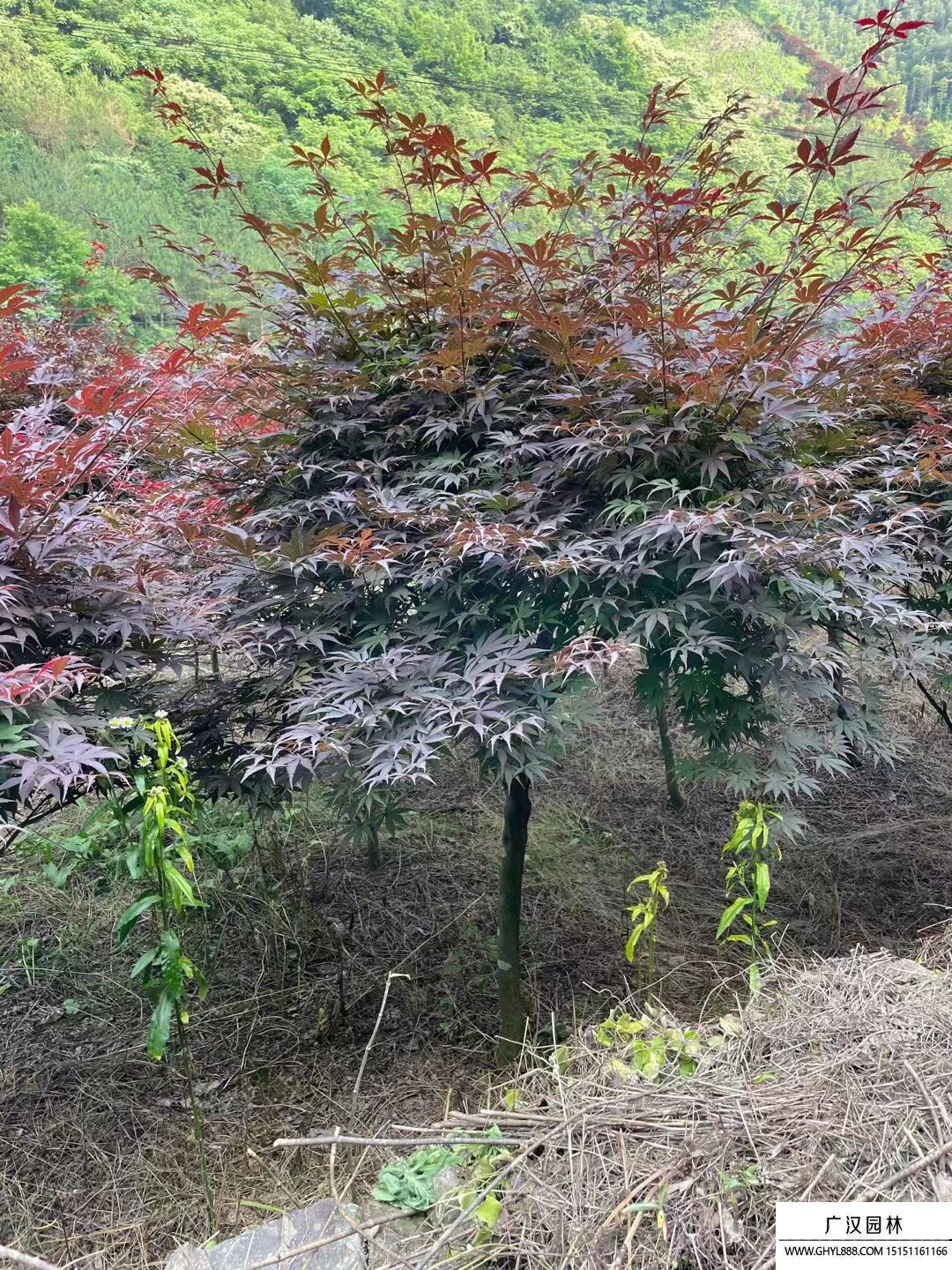紅楓