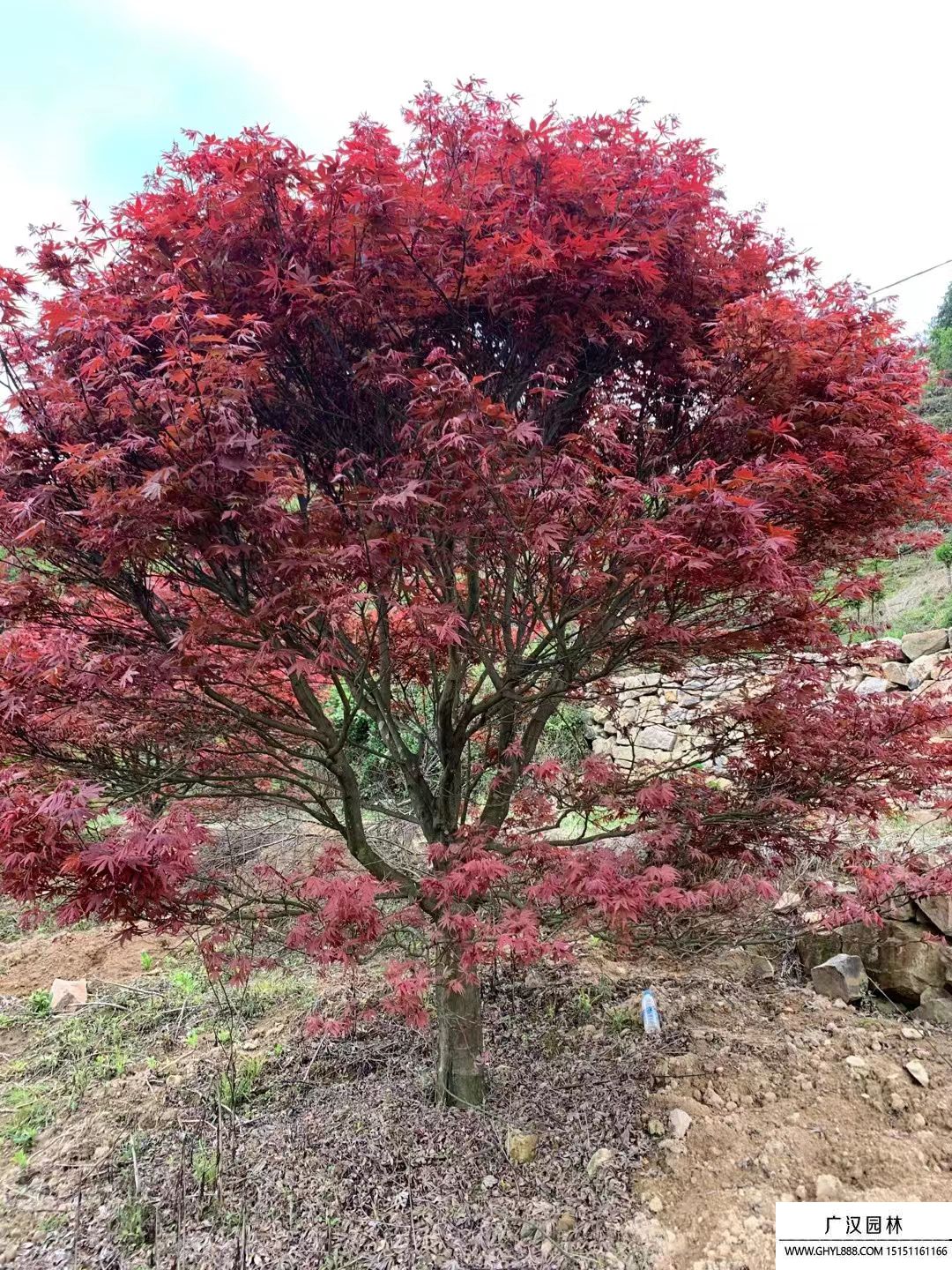 紅楓 