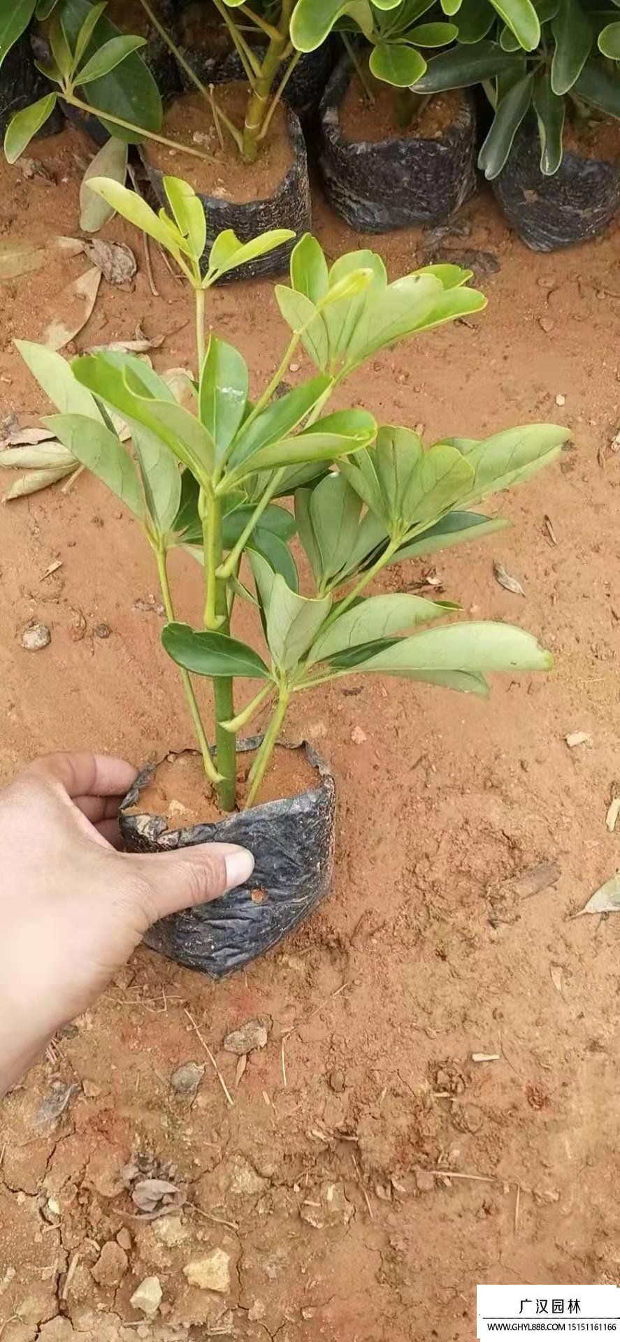 鴨腳木