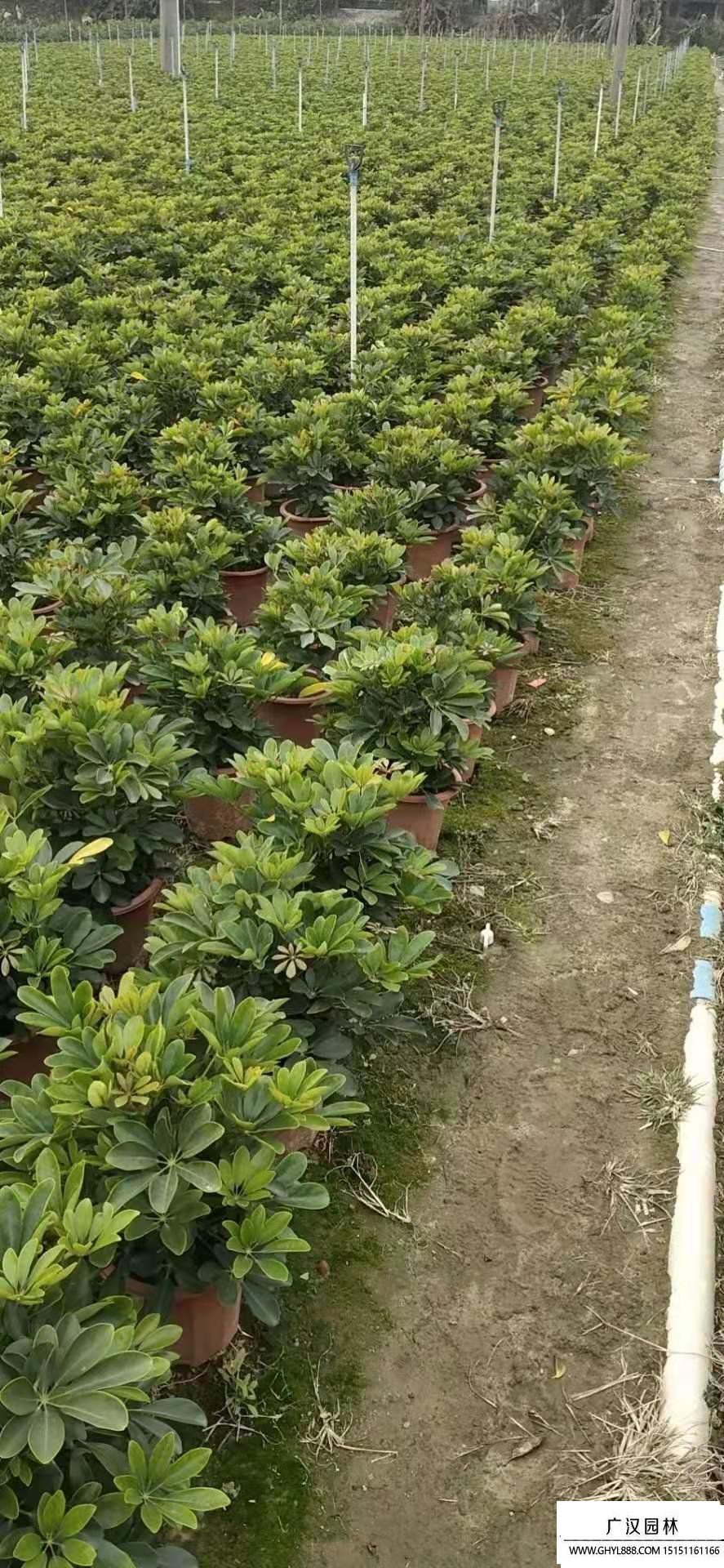 鴨腳木