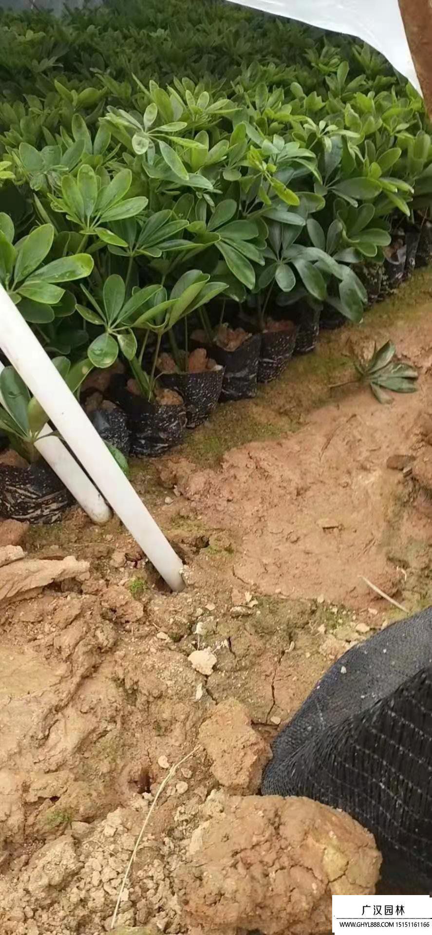 鴨腳木