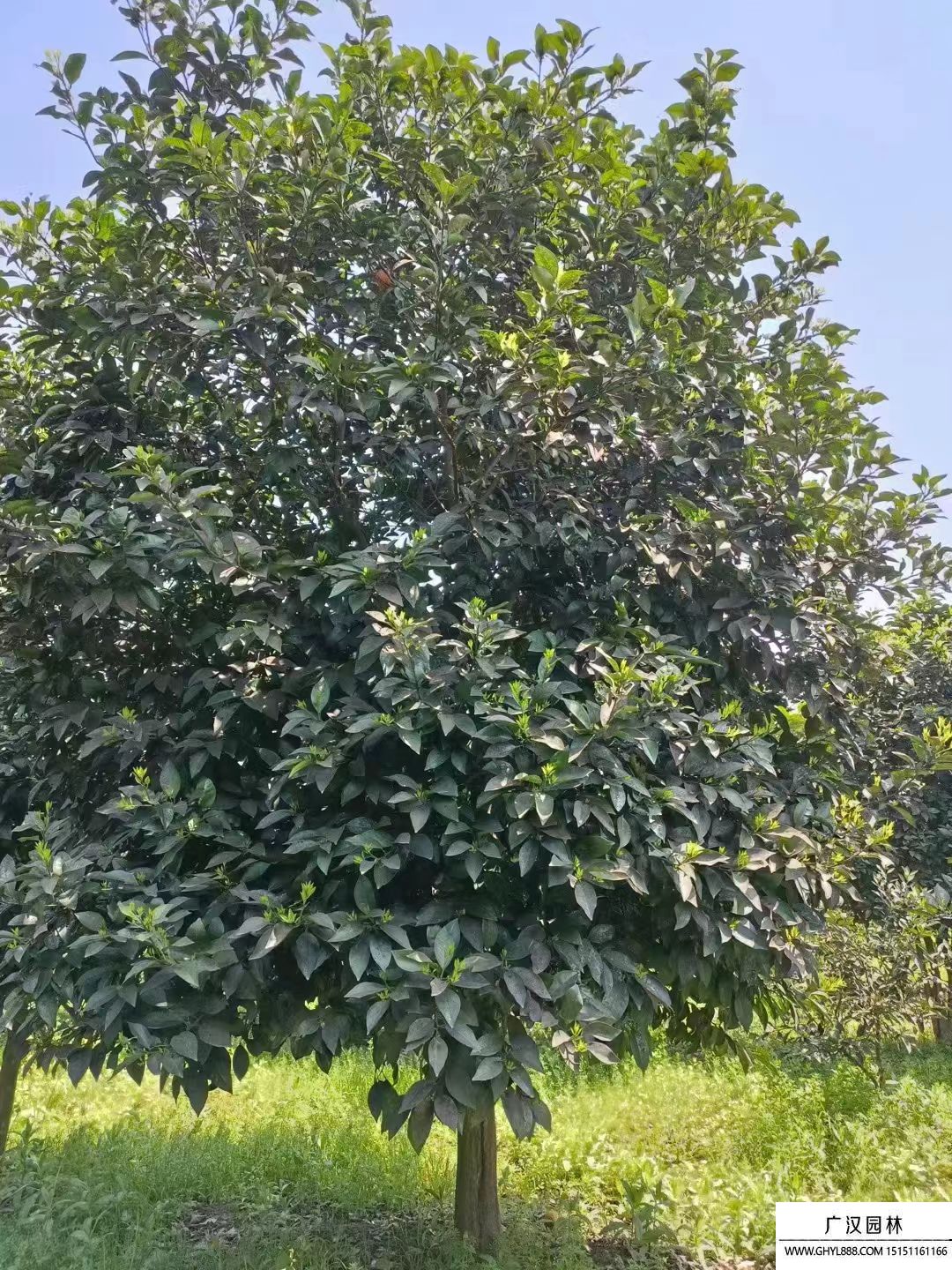 柚子樹