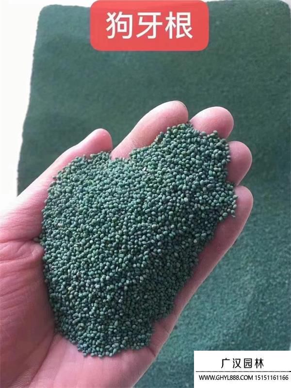 狗牙根種子