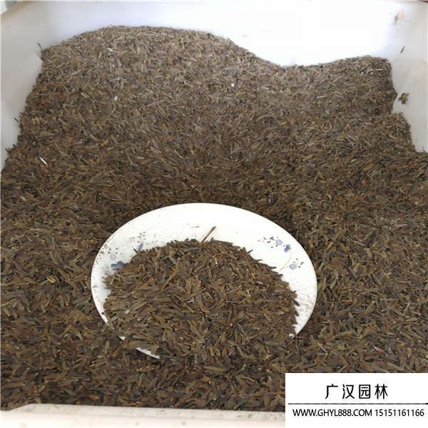 大麗花種子 