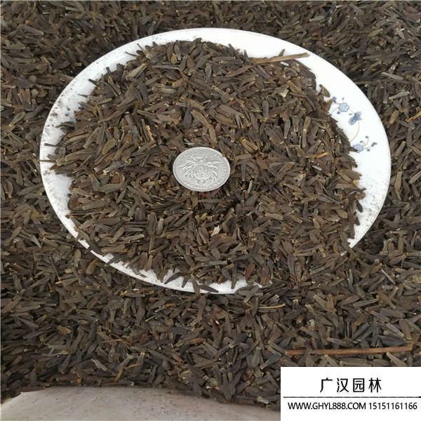 大麗花種子 
