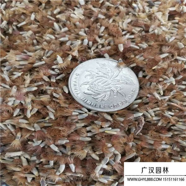 矢車菊種子