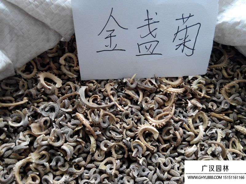 金盞菊種子