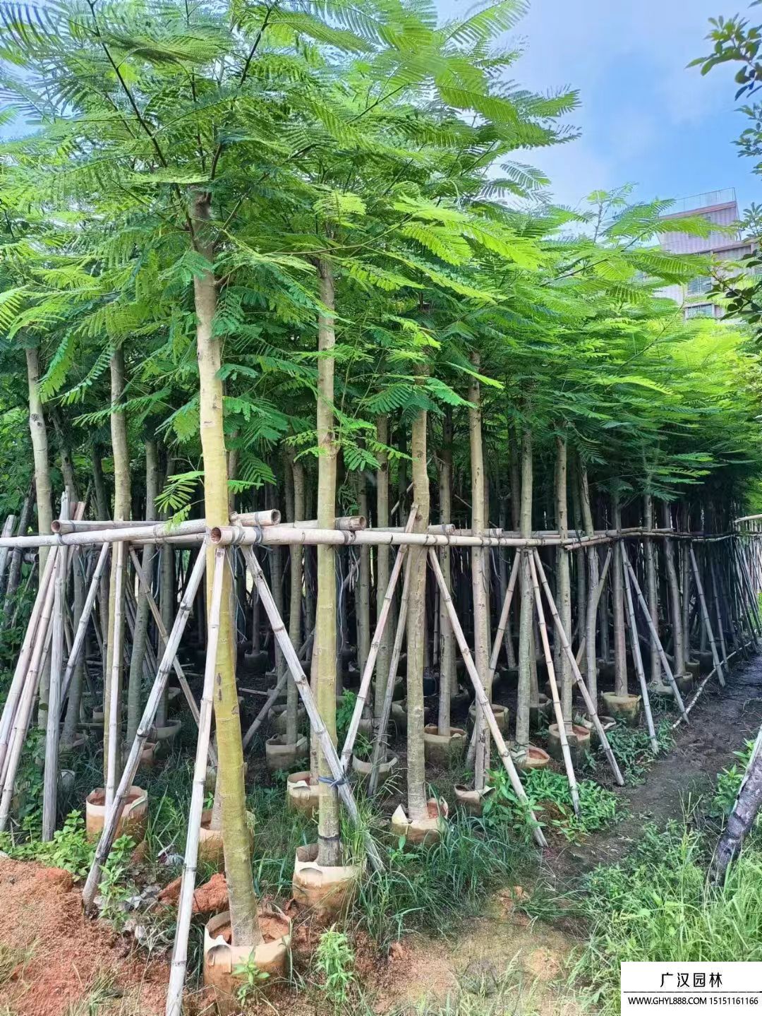 鳳凰木 
