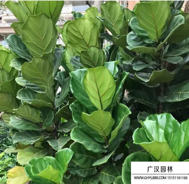 琴葉榕