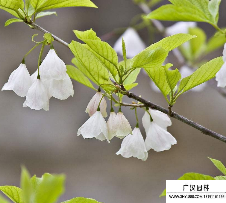 銀鐘花