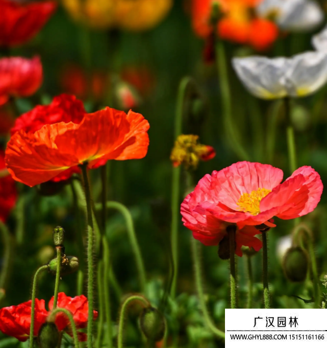 野罌粟