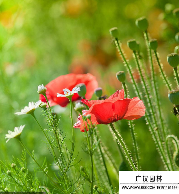 野罌粟