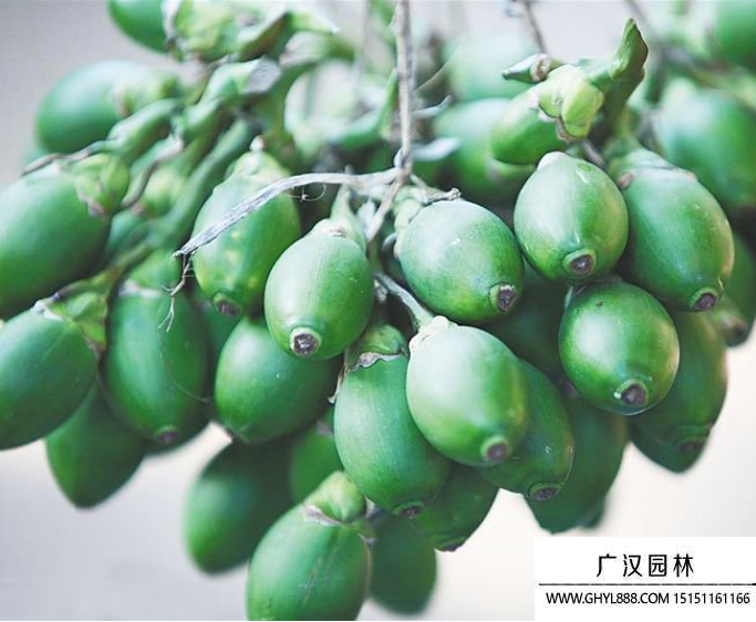 檳榔