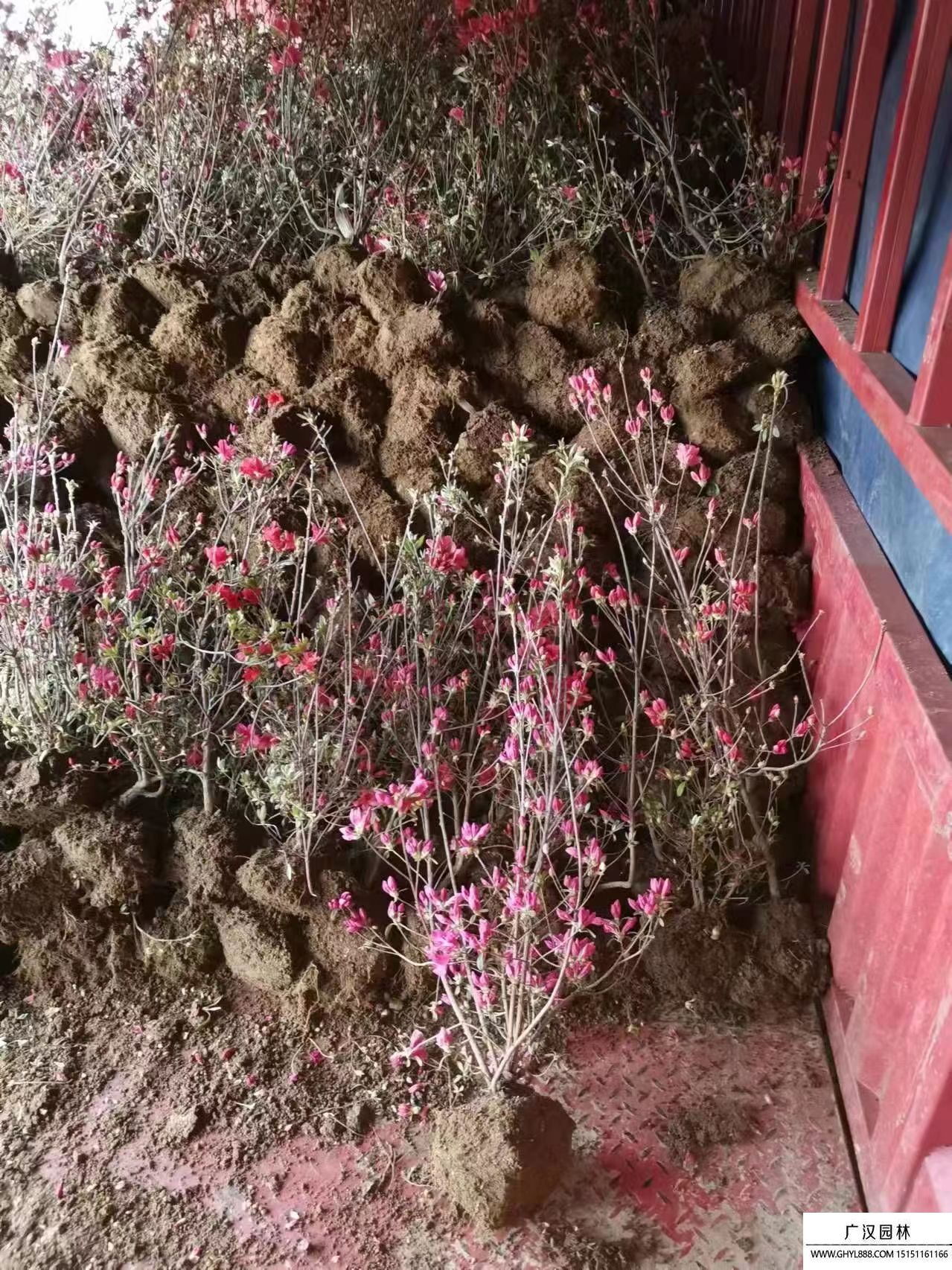 映山紅 