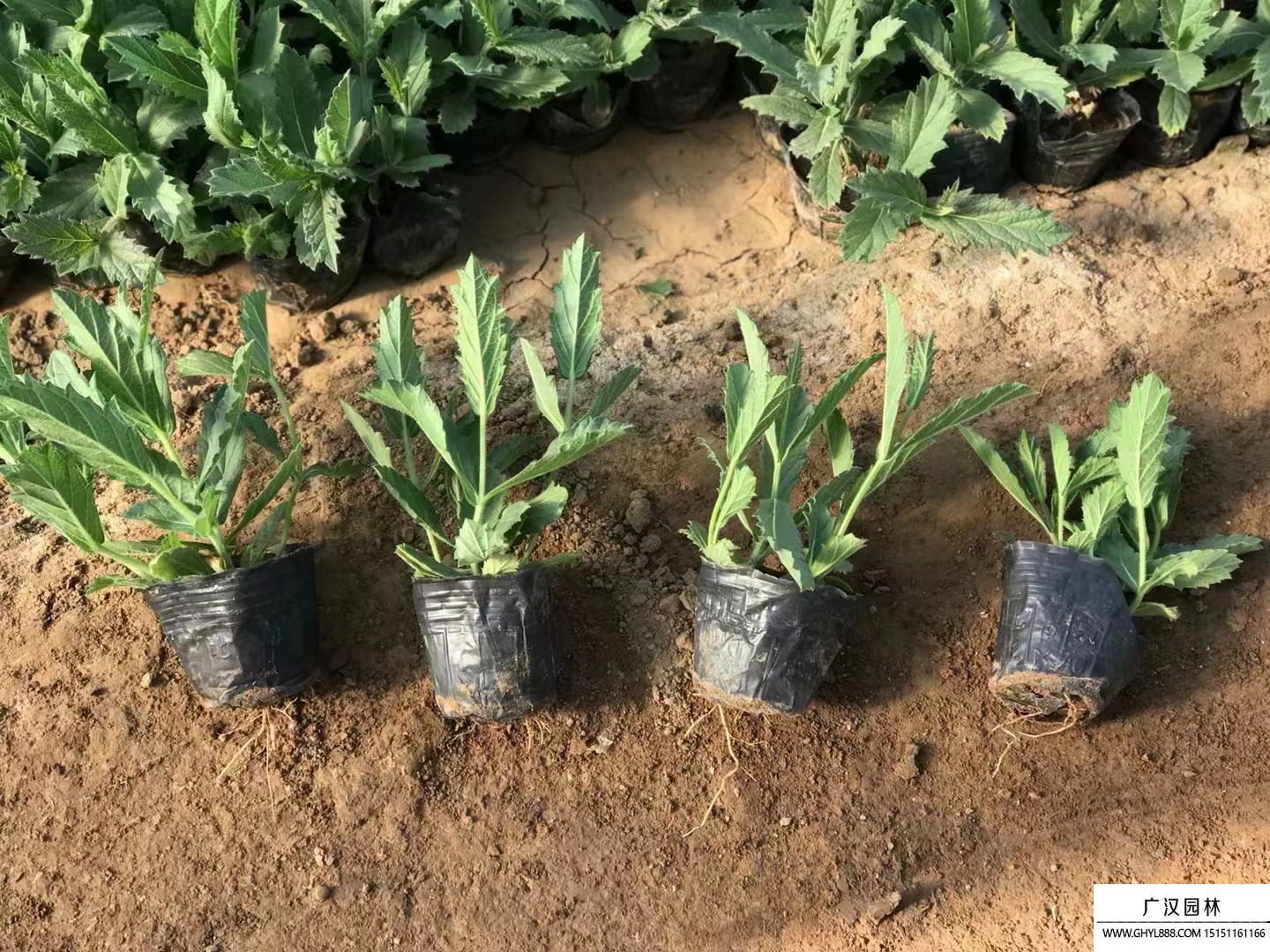 馬鞭草