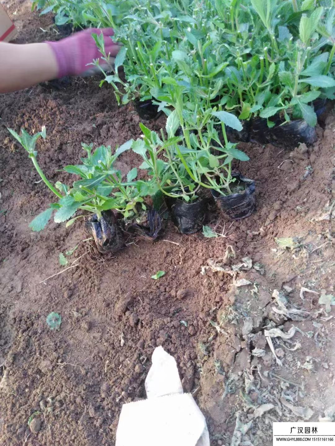 馬鞭草