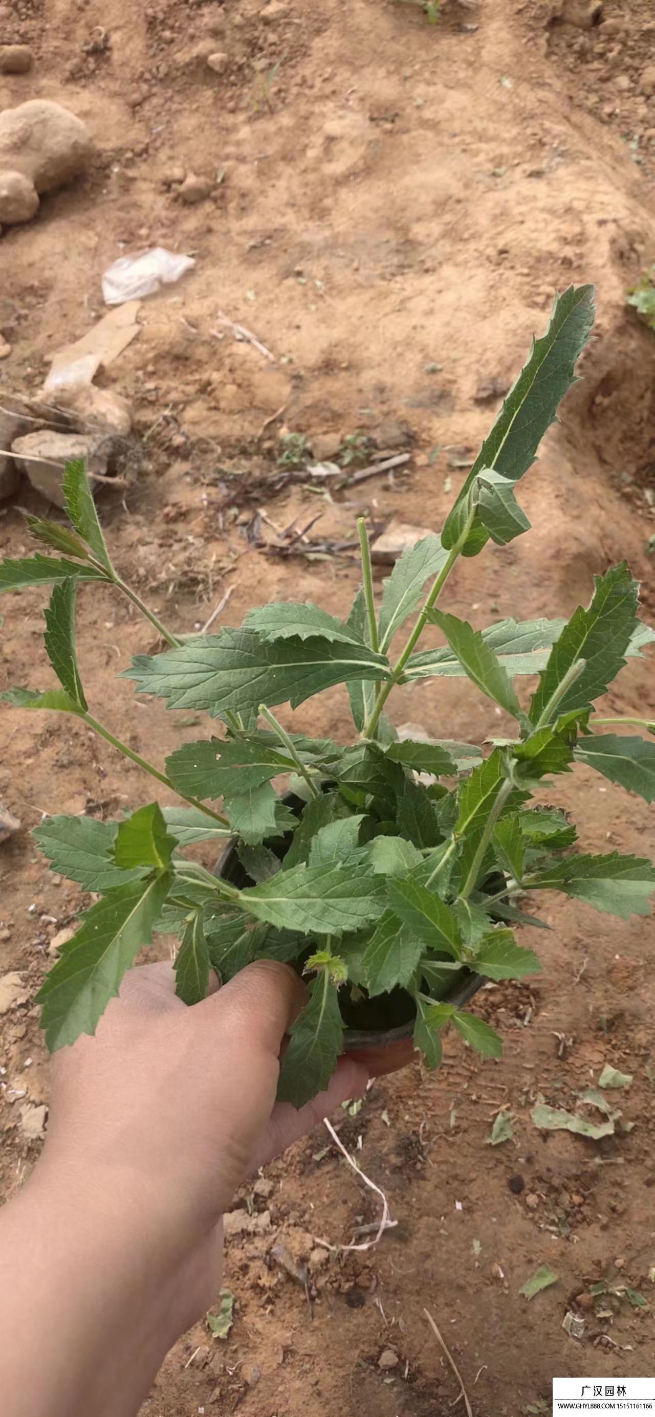 馬鞭草