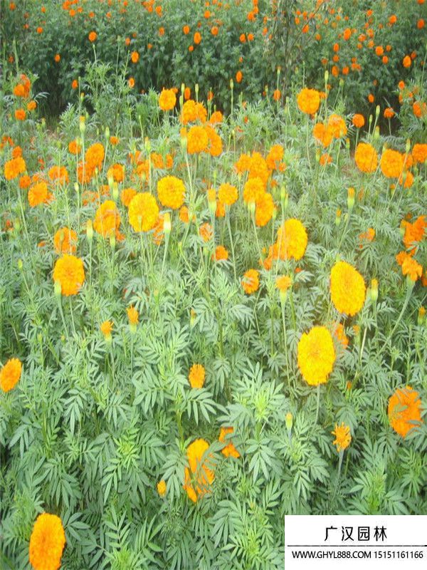 萬壽菊